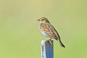 Song sparrow on a fence post.