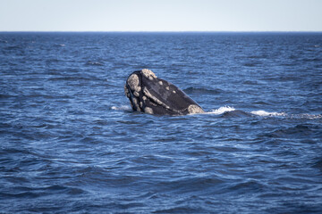 Fototapeta premium Avistamiento de Ballena Franca en Puerto Madryn