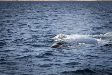 Fototapeta premium Avistamiento de Ballena Franca en Puerto Madryn