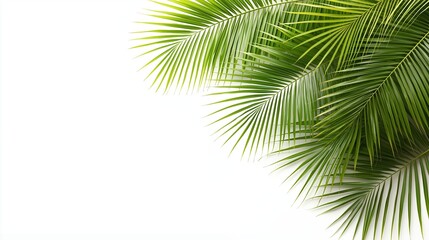 Fototapeta premium Leafy green palm tree with a white background. Concept of calm and relaxation, as the palm tree's leaves are spread out and appear to be swaying gently in the breeze