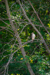 Juvenile Red-Tailed Hawk (Buteo jamaicensis) Looks Left From Branch Perch