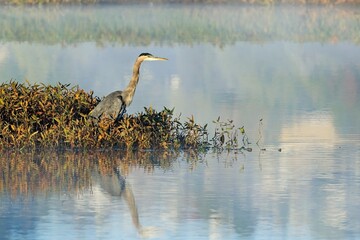 Great blue heron stands by the water.