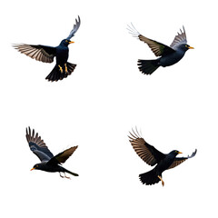Obraz premium European Starling in flight on isolated transparent background. Close-up shots of bird in mid-air with spread wings and pointed tail. Bird feathers, beak, and eyes visible in high-quality images. Png.