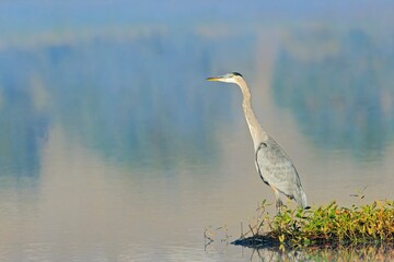 Great blue heron by the calm water.