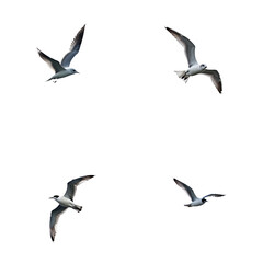 Obraz premium Collage of seagulls in flight. Four photos of Kittiwakes flying on clear sky background. Mid-flight, relaxed, and dynamic poses. Wings spread, head turned, body facing viewer. Transparent isolated png