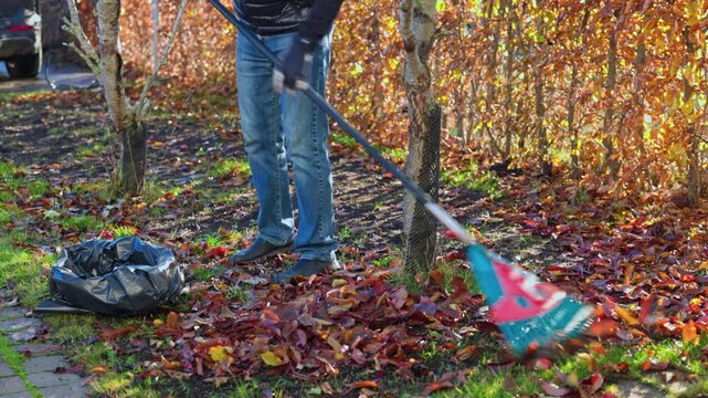 Person raking autumn leaves into bag in garden, preparing for seasonal yard cleanup. Sweden.