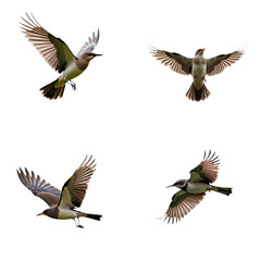 Fototapeta premium Group of four birds in flight, wings spread wide, against plain white sky. Brown, black, gray plumage, varying wing motion, dynamic movement, depth, space. Transparent isolated background alpha mask.