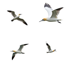 Obraz premium Seagulls in flight on isolated transparent background. Northern Gannet, flying birds, various stages, takeoff, mid-air, wings spread, tail feathers fanned out, white bodies, sky. Alpha mask cut out.