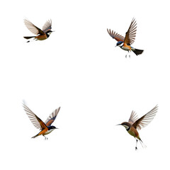 Fototapeta premium Four brown birds fly in circular formation on transparent background. Bird unique color pattern brown with black stripe, brown with white stripe, brown, brown with black stripe. Wings spread wide in