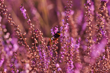 Insekten in der Heide © Matthias