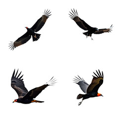 Obraz premium Black vultures soaring in sky. Four majestic birds show unique stances, creating dynamic scene. First vulture in elegant updo. Second vulture in mid-flight with spread wings. Third vulture slightly