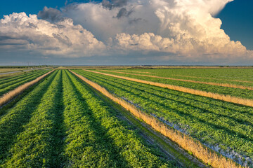 Farmland landscape in summer season with growing crops. Agricultural cultivated field. Farming and agriculture industry