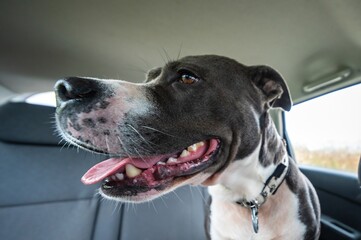 Close-up of dog's head. One blue American staffordshire terrier. Amstaff, stafford.