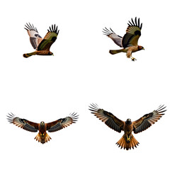 Fototapeta premium Cooper Hawk soaring in flight on alpha layer. Four bird species in motion. Bird of prey with brown body, black head, sharp beak. Ground bird with red body, black head, flying gracefully. Larger Png.