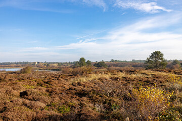 Dutch dune and heathland landscape with brown and yellow autumn tones on the Wadden island of Texel,