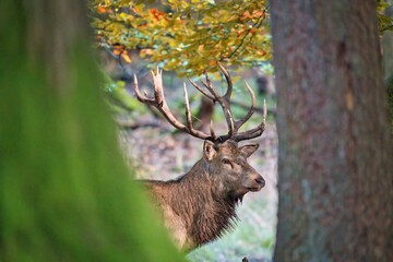 Rotwild zur Brunftzeit