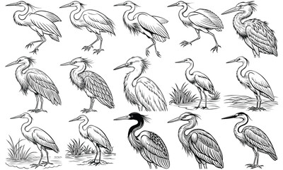 Egret Adult Coloring Page with Detailed Line Art for Stress Relief and Relaxation, Perfect for Adult Coloring Books or Printable Art Therapy, High-Quality, Intricate Bird Design.