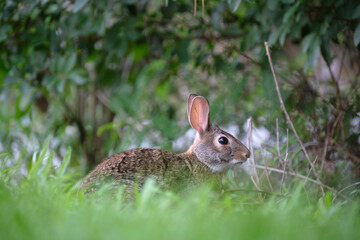 Grey small hare eating grass on summer field. Wild rabbit in nature