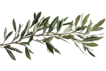 Olive tree branch with vibrant green leaves on light gray background. Isolated branch of tree in close-up. Green foliage, spring flowers, and twig details. Transparent alpha mask.