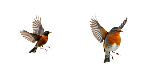 Obraz premium American robin birds in flight on beige background. Two birds, red, white, fly in harmonious symmetry. Wings spread wide, birds traverse sky. Texts objects, balanced composition, equal space. Isolated
