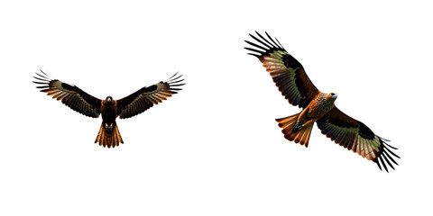 Obraz premium Black birds with wings spread fly side by side against isolated transparent background. Darker black bird in foreground, lighter black bird in background. Birds in flight, flying together. Alpha mask.
