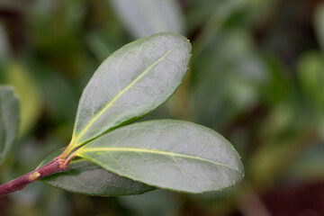 Japanese holly caroline upright (Ilex crenata 'Caroline Upright')