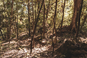 Walking hiking path way road jungle in Vang Vieng Laos.