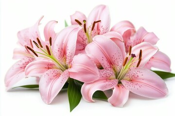 Fototapeta premium Pink lilies on a white background, highlighting their delicate petals and vibrant details