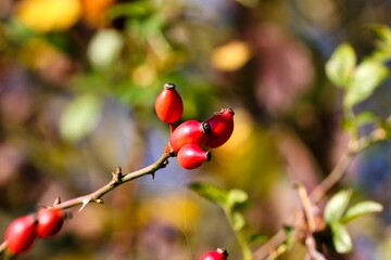 Hagebutten am Zweig
