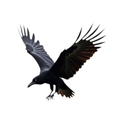 Fototapeta premium Black bird with spread wings in flight on isolated transparent background. Bird body stark contrast to light gray blurred background. Wings fully extended, dynamic, energetic. Alpha mask cut out png.