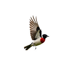 Fototapeta premium Rose-breasted Grosbeak bird in mid-flight, black head, red and black tail feathers, isolated transparent background. Bird faces right, wings spread wide, flying in open space. Alpha mask cut out png.