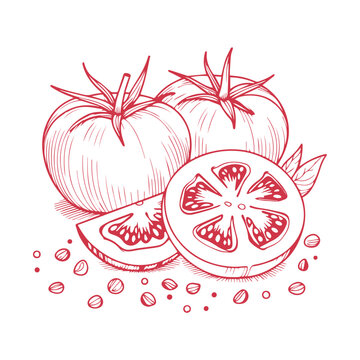 Sketch of a whole tomato and a slice