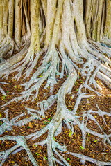 Banyan roots
