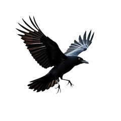 Obraz premium Black bird with white face soars in top left corner. Wings spread wide, flying high. Simple transparent background, stark contrast to bird dark plumage. Focus on bird silhouette, wingspan, and flight.