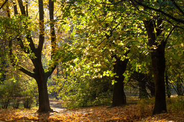 Światło w jesiennych lipowych liściach