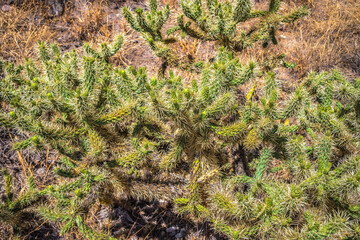 Cylindropuntia munzii, cactus in the desert landscape of Mexico, in Tula Hidalgo
