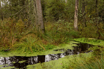 Pochmurny dzień w leśnym rezerwacie