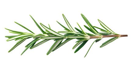 Fototapeta premium Rosemary sprig on alpha background. Single stem, green leaves, stems in fan-like pattern. Central position, leaves extending outwards, slightly curled. Fresh, green, organic herb, isolated, close-up.