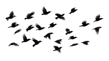 Flock of black birds in flight. Various sizes, wings spread wide. Birds concentrated in top right corner, scattered throughout frame. Light gray background contrasts with dark black birds. Transparent