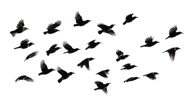 Flock of black birds in flight. Various sizes, wings spread wide. Birds concentrated in top right corner, scattered throughout frame. Light gray background contrasts with dark black birds. Transparent - Powered by Adobe