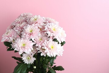 Beautiful pink flowers on a color background