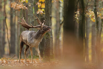 Daniel © Bartosz Rakoczy