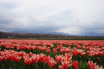 field of tulips, cherry blossoms, and sky
