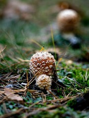 small toadstools hidden in the moss