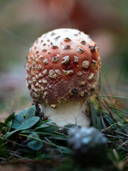 a small toadstool among the leaf litter © Piotr