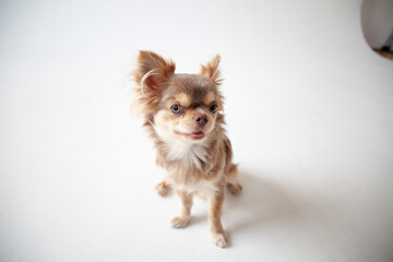 cute chihuahua puppy on white