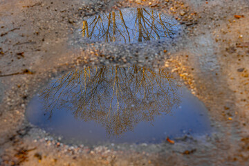 A serene view of bare tree branches reflected in two puddles on a gravel path. The water mirrors the sky, creating a peaceful and abstract composition.