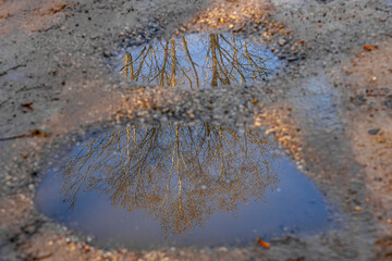 A serene view of bare tree branches reflected in two puddles on a gravel path. The water mirrors the sky, creating a peaceful and abstract composition.
