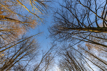 Upward perspective of tall trees in a forest, some with moss-covered trunks and sparse yellow autumn leaves. The scene is set against a clear blue sky.