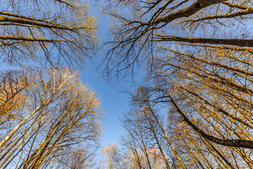 Upward perspective of tall trees in a forest, some with moss-covered trunks and sparse yellow autumn leaves. The scene is set against a clear blue sky.